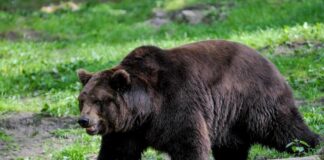 В пещерной грязи обнаружили ДНК древнего медведя