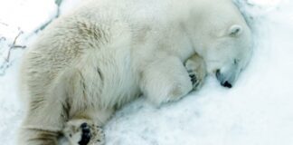 В уральском зоопарке белый медведь умер из-за брошенной в вольер игрушки