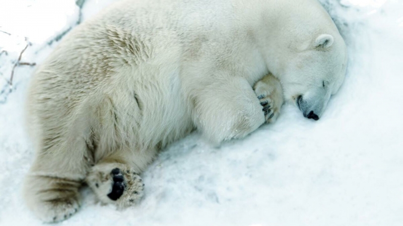 В уральском зоопарке белый медведь умер из-за брошенной в вольер игрушки
