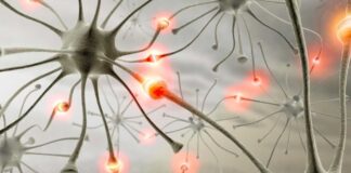 Разнообразие и развитие нейронаук в современном мире