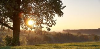 В Украину возвращается тепло: в каких областях ждать летней температуры