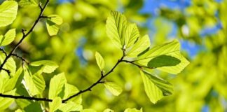 Комфортная солнечная погода, но есть исключения: какой будет первая декада мая в Украине