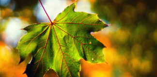 Как долго продержится метеорологическое лето в Украине — синоптик дала ответ