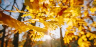 Октябрь в Украине начнется аномальным теплом, но это не надолго: когда ждать заморозков