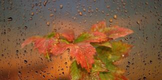 Синоптик пообещала Украине типичную осень: когда ждать ощутимых осадков