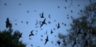 Профессор Малинникова рассказала о новом вирусе у летучих мышей в Китае