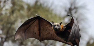 Вирусолог Аграновский — о новом вирусе у летучих мышей: надо изучать