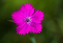 Омоложение за миллионы: на что пошла Дана Борисова ради идеального лица?