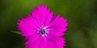 Омоложение за миллионы: на что пошла Дана Борисова ради идеального лица?