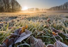 В Украину идут заморозки: синоптики рассказали, в каких областях резко похолодает