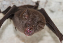 Роспотребнадзор следит за сообщениями о новом коронавирусе в Бразилии