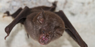 Роспотребнадзор следит за сообщениями о новом коронавирусе в Бразилии