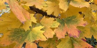 Зимой пока не пахнет: какая погода ждет Украину до конца недели