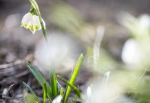 Украину ждет период настоящего весеннего тепла – синоптик назвал даты